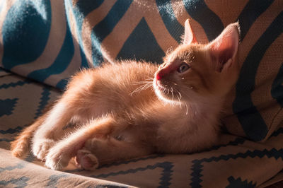Close-up of cat lying on bed