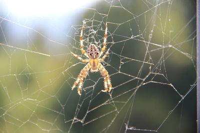 Close-up of spider on web