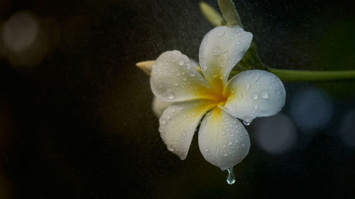 Close-up of raindrops on white flower