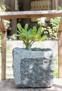 Close-up of potted plant