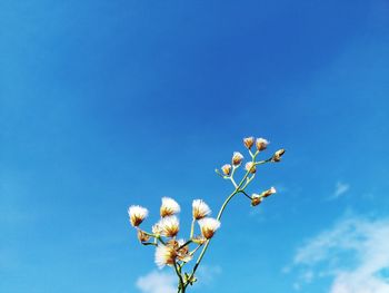 Low angle view of flowering plant against clear blue sky