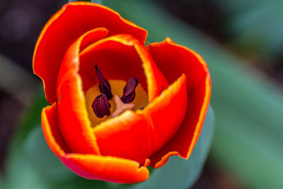 Close-up of day lily blooming outdoors