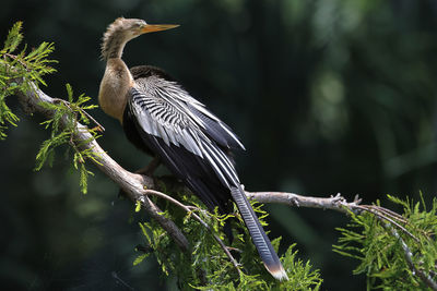 Anhinga full body perched in tree with spider web