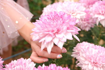 Close-up of pink flowering plants