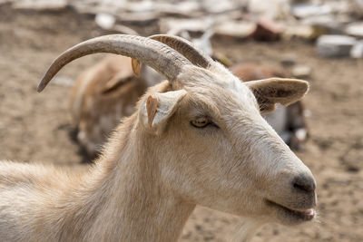 Close-up of goat