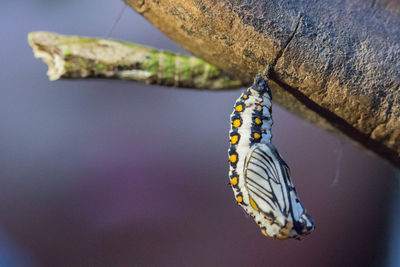 Close-up of cocoon hanging from branch