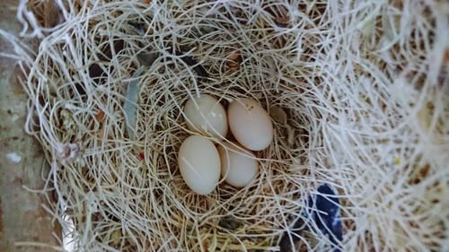 High angle view of bird in nest