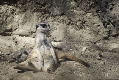 View of a reptile sitting on rock