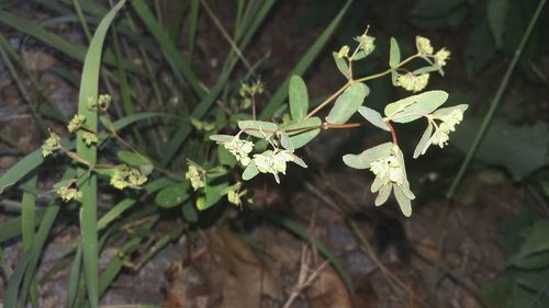 Close-up of flowers