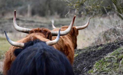 Highland cattle on field