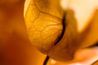 Close-up of yellow flower against blurred background