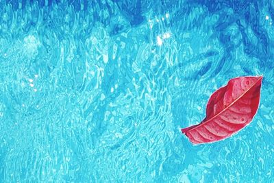 High angle view of red floating on swimming pool