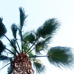 Low angle view of palm trees against clear sky