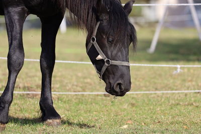 Horse running on field