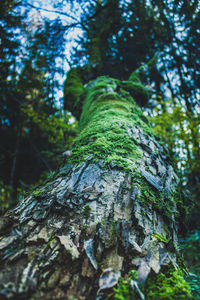 Low angle view of moss on tree trunk