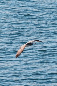 Bird flying over sea