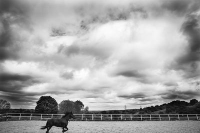 Horse on field against sky