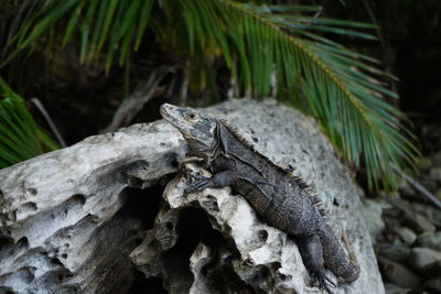 Green crocodile iguana lizard sitting on a log in costa rica