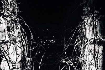Low angle view of tree at night