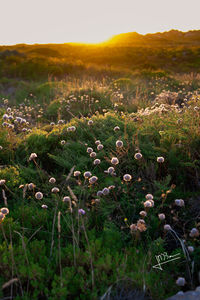 Scenic view of flowering plants on field against sky