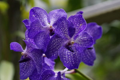 Close-up of purple flowers blooming outdoors