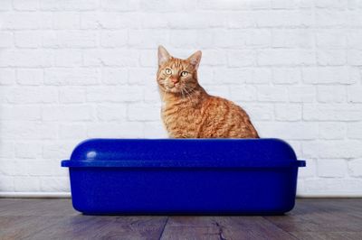 Portrait of cat against wall in blue container on table