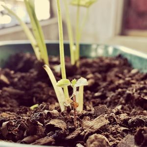 Close-up of young plant growing in pot