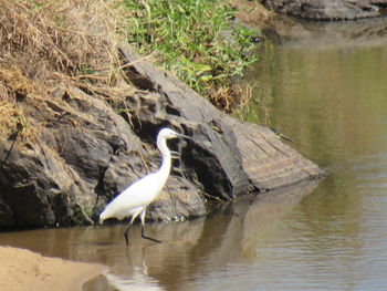 View of a bird in lake