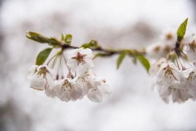 Cherry blossom after a spring rain