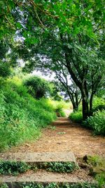 Footpath amidst trees