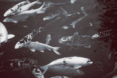 Close-up of fish swimming in water