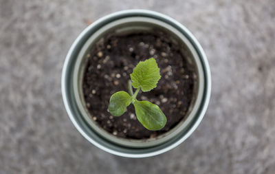 High angle view of plant growing in container