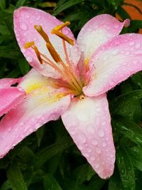 Close-up of raindrops on pink day lily blooming outdoors