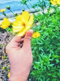 Close-up of hand holding yellow flower