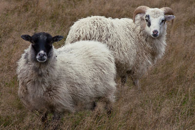 Portrait of sheep