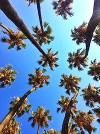 Low angle view of trees against sky