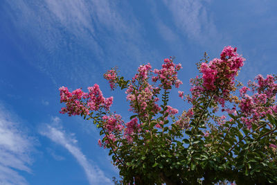 Low angle view of flowering plant against blue sky