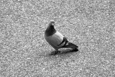 High angle view of bird perching on road