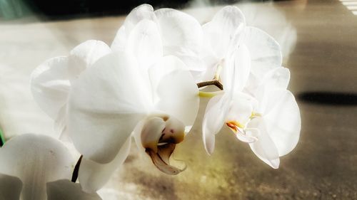 Close-up of white flowers blooming outdoors