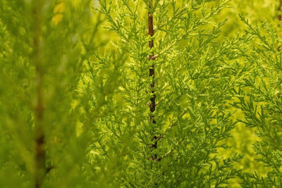 Full frame shot of plants