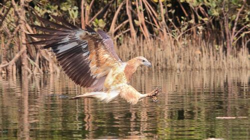 Bird flying over lake