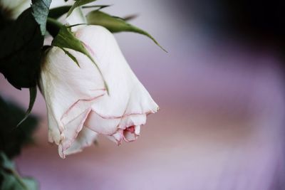 Close-up of pink rose