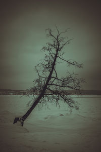 Dead tree by sea against sky