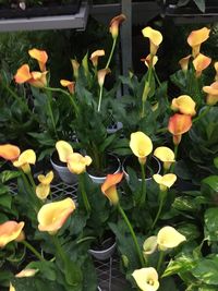 Close-up of yellow flowering plants