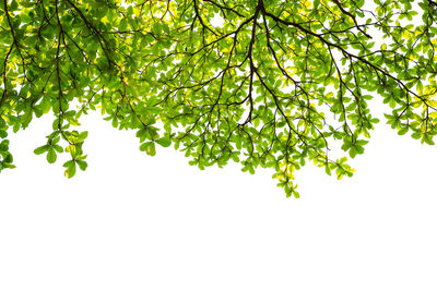 Low angle view of tree against sky