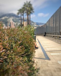 Palm trees against sky