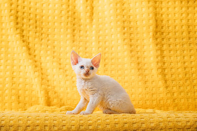 Cat sitting on yellow textile