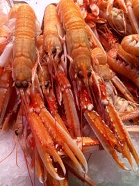 Close-up of prawns on ice