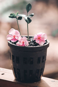 Close-up of pink rose on table