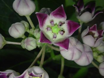 Close-up of pink orchid blooming outdoors